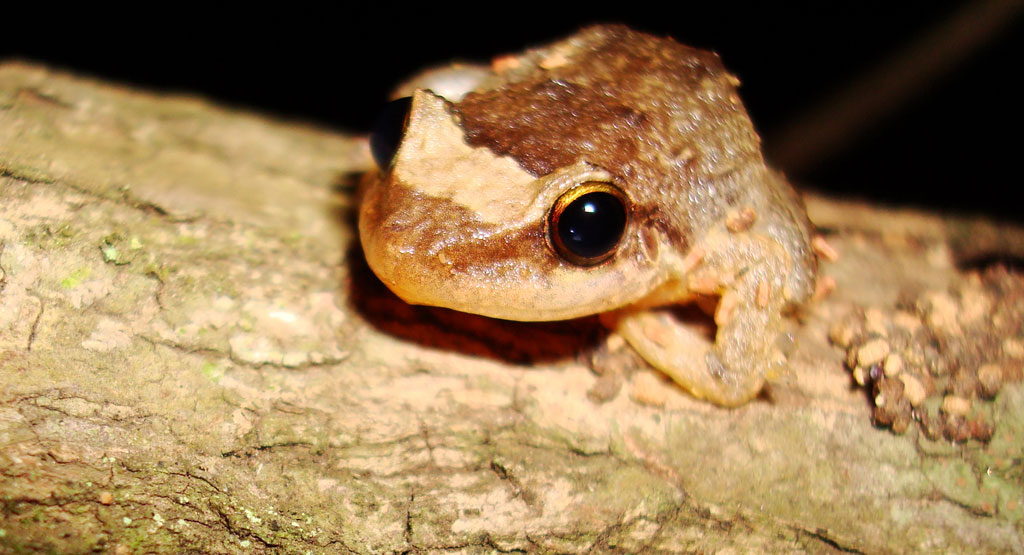 Nonprofit Works to Silence Coqui Frogs Focus Maui Nui